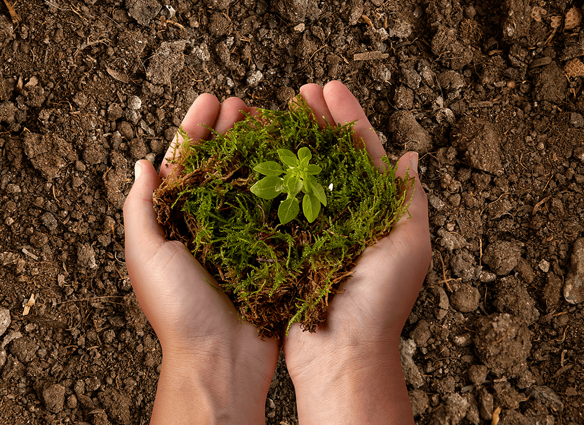 sustain image